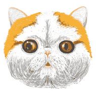 Vector Portrait of British Short-hair Cat Cute brown orange