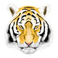 Vector Portrait of a Tiger Beautiful face big cat N2