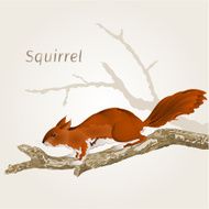 Squirrel on an old tree vector