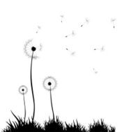 dandelion background N7