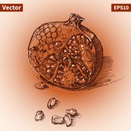Vector sketch of garnet Illustration for your design N2