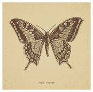 Vintage old butterfly etching on aged textured paper