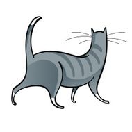 Grey cat N4