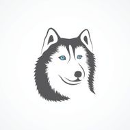 Siberian Husky N4