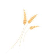ears of wheat vector