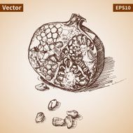 Vector sketch of garnet Illustration for your design N6