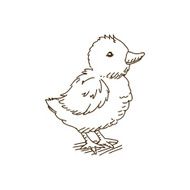 Vector Baby Chicken