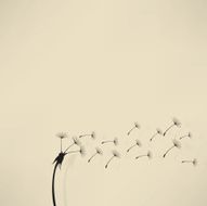 blowing dandelion vector N5