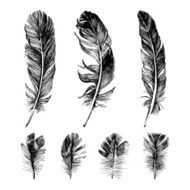 Hand drawn feathers set N2