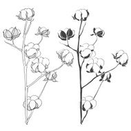 Set of cotton isolated on white background