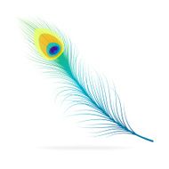 Vector peacock feather