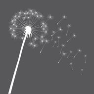 Grey vector dandelion N2