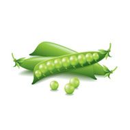 Peas isolated on white vector