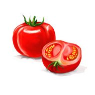 tomato Vector illustration hand drawn painted