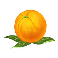 fruit orange Vector illustration hand drawn painted N2