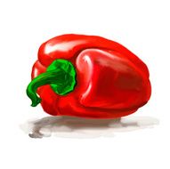 pepper vector illustration hand drawn painted watercolor