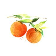 Watercolor oranges on a branch
