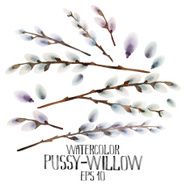 Watercolor pussy-willow