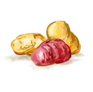 potatoes vector illustration hand drawn painted