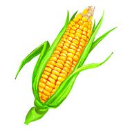 corncob vector illustration hand drawn painted watercolor