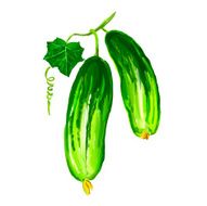 cucumber vegetable vector illustration hand drawn painted watercolor