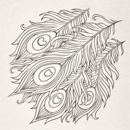 Peacock feathers vector