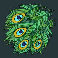 Peacock feathers vector N2