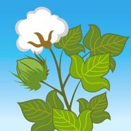 Vector - Cotton Plant Closeup N2