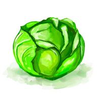 Cabbage vector illustration hand drawn painted watercolor