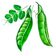 peas vector illustration hand drawn painted watercolor