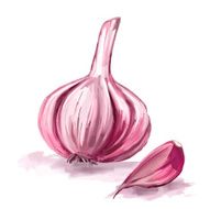 garlic vector illustration hand drawn painted watercolor