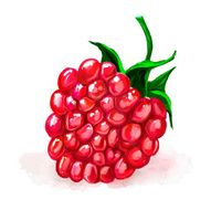 raspberry vector illustration hand drawn painted watercolor