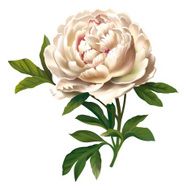 peony N22