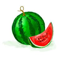 watermelon vector illustration hand drawn painted watercolor