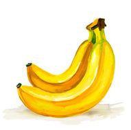 banana vector illustration hand drawn painted watercolor