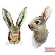 rabbit hare watercolor illustration animal drawing