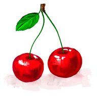cherry vector illustration hand drawn painted watercolor