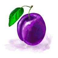 fruit plum Vector illustration hand drawn painted watercolor
