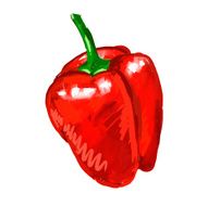 red pepper Vector illustration hand drawn painted watercolor