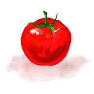 tomato Vector illustration hand drawn painted watercolor