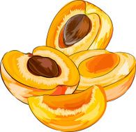 Apricot