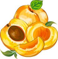 Apricot N4