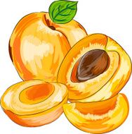 Apricot N6