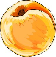 Apricot N25