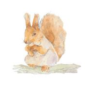 Squirrel Hand-drawn watercolor illustration Vector