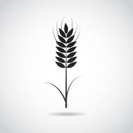 Wheat icon isolated on white background