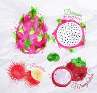 Exotic fruit watercolor dragon fruit rambutan mangosteen