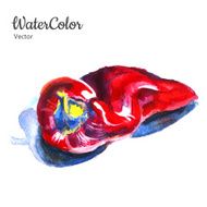 Vector hand painting abstract watercolor pepper illustration