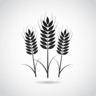 Wheat icon isolated on white background N2