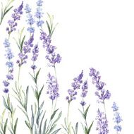 Watercolor vintage background of Lavender